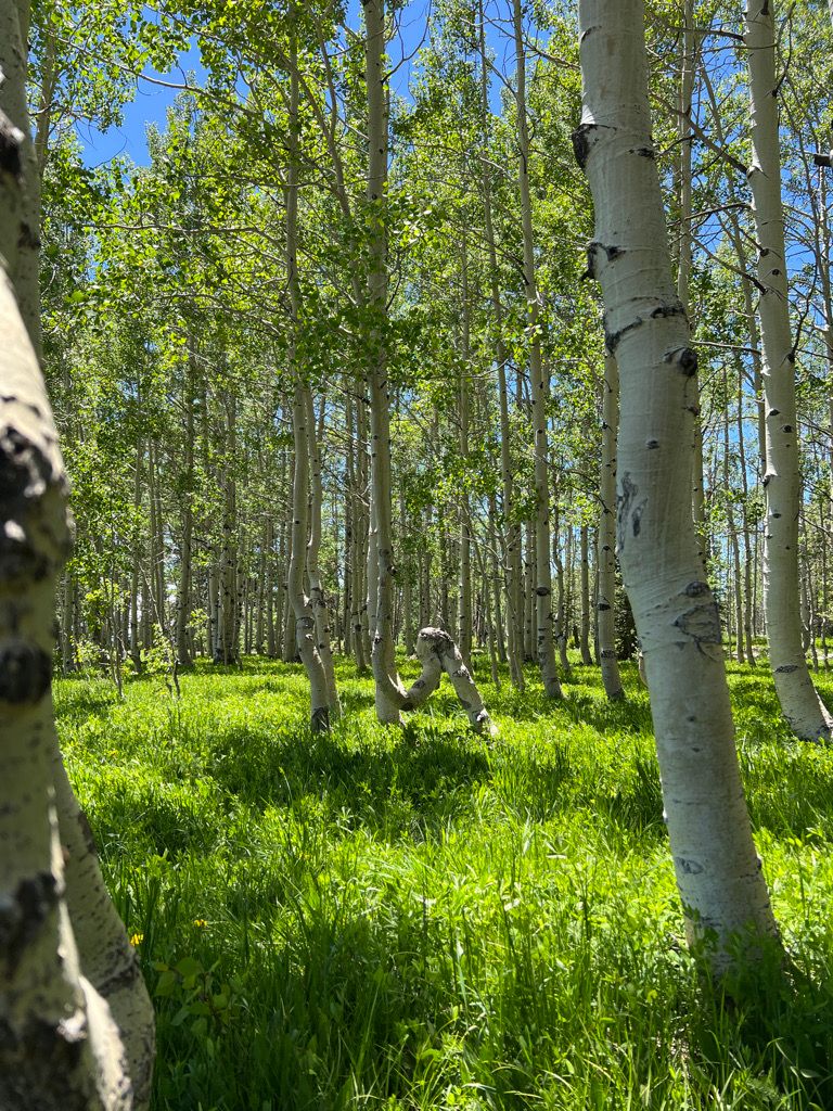 An aspen grove