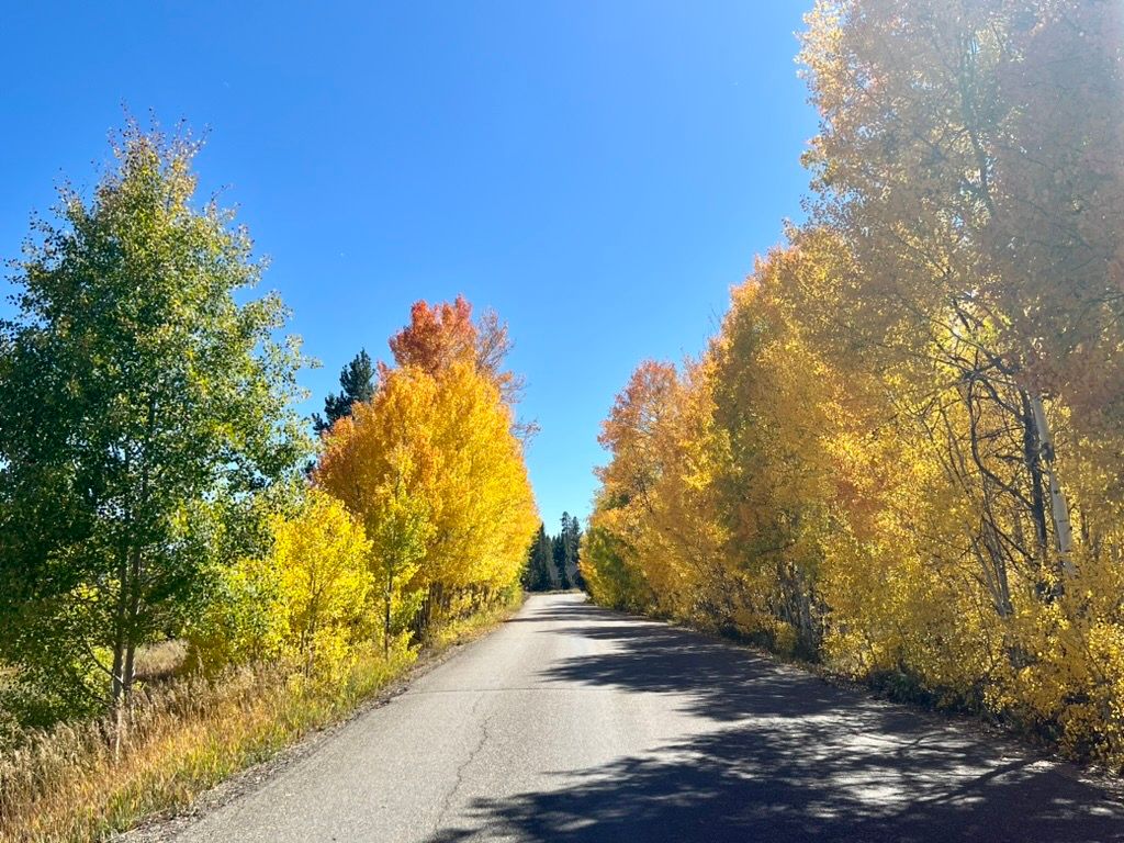 Fall colors