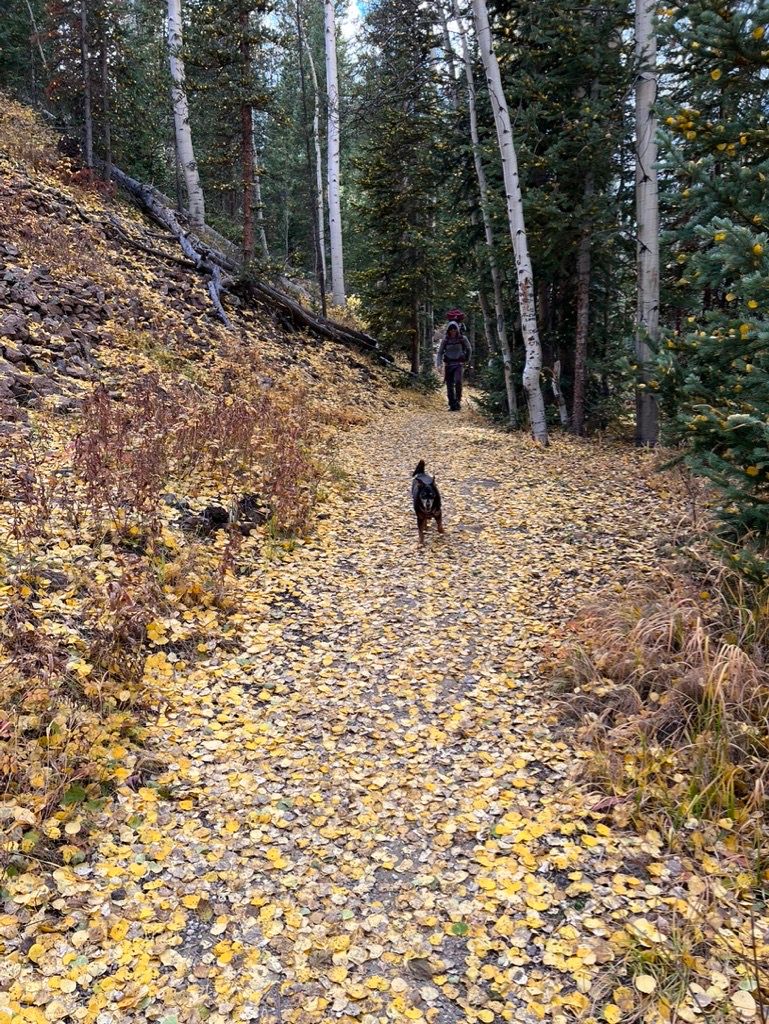 A fall hike in Fraser