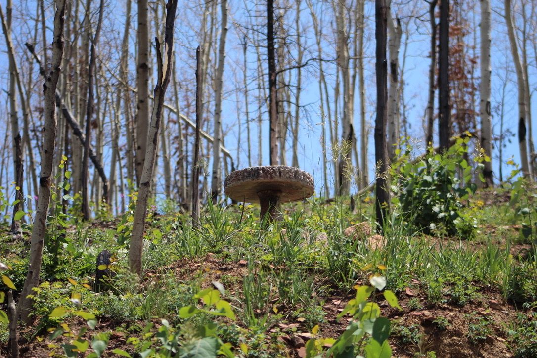 New growth on open land