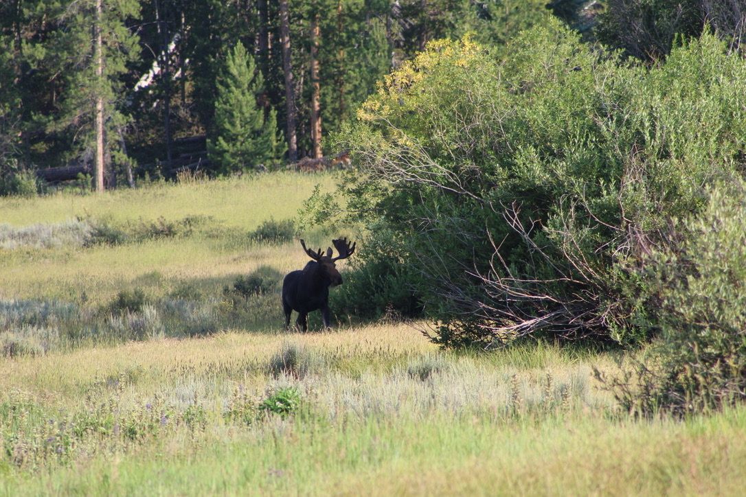 A moose